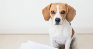 How to Prepare for Unexpected Dog Insurance Claims in Australia