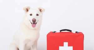 The Ultimate Checklist: Preparing Your Dog for Emergency Care in Australia